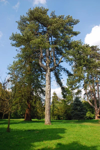 Výhled Park Létě — Stock fotografie