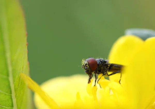 Kleine Fliege Auf Blume — Stockfoto
