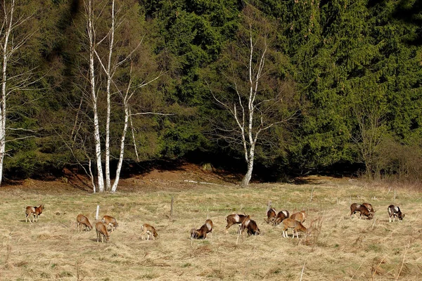 森の中のヤギの群れ — ストック写真