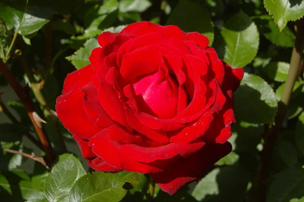 Belleza Pétalos Rosa Roja Flora Romántica — Foto de Stock