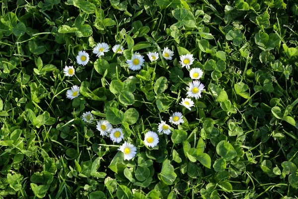 Gänseblümchen Schöne Blumen Bild — Stockfoto