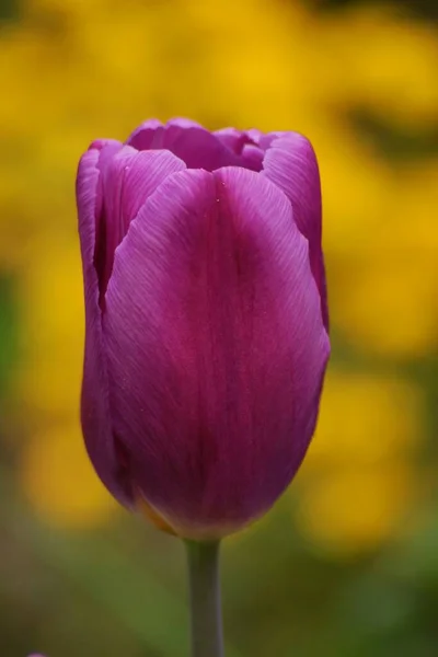 Vista Cênica Belas Flores Tulipa — Fotografia de Stock