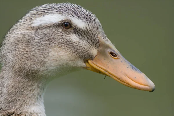 Close Pato Selvagem — Fotografia de Stock