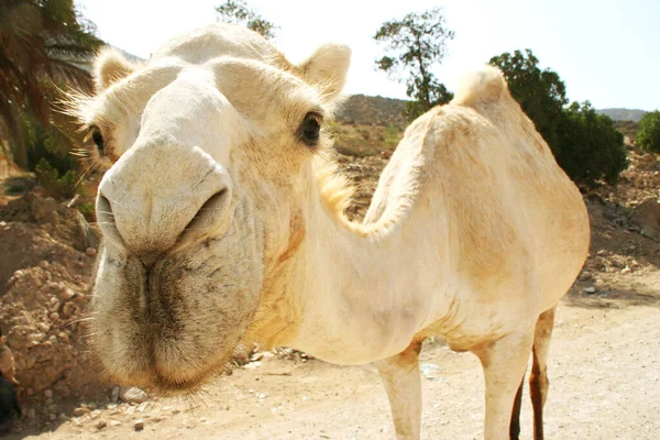 Camel Animal Nature Fauna — Stock Photo, Image