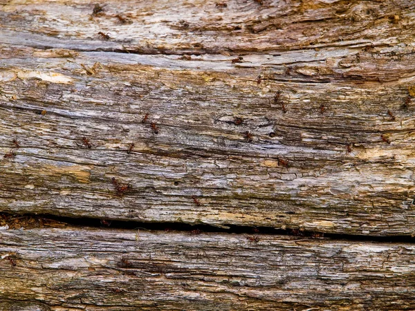 Waldameisen Hintergrund Nahaufnahme — Stockfoto