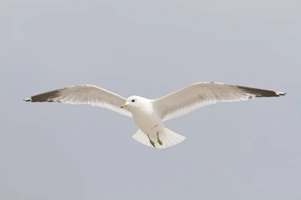 Doğadaki Güzel Martı Kuşlarının Manzarası — Stok fotoğraf