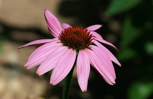 Mooi Botanisch Schot Natuurlijk Behang — Stockfoto