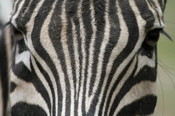 Чёрно Белое Животное Зебры — стоковое фото