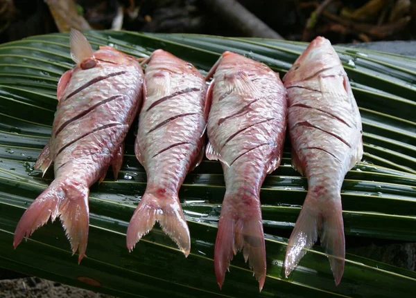 Kreolischer Fisch Auf Palmblättern — Stockfoto