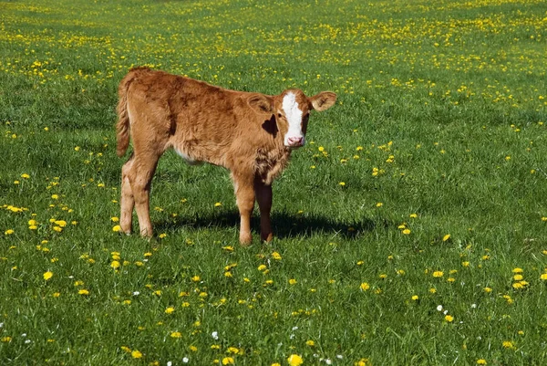 Корова Лугу — стоковое фото