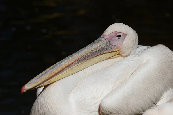 Pelikan Kuşunun Vahşi Yaşamdaki Manzarası — Stok fotoğraf