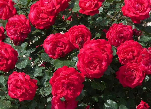 Flora Botánica Pétalos Flores Rosa —  Fotos de Stock