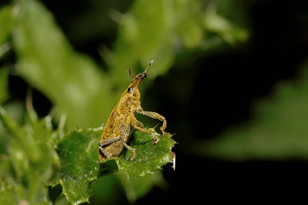 Gros Plan Bug Nature Sauvage — Photo