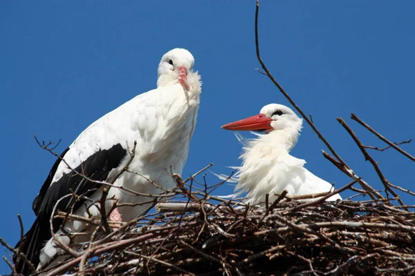 Aussichtsreicher Blick Auf Den Schönen Storchvogel Der Natur — Stockfoto