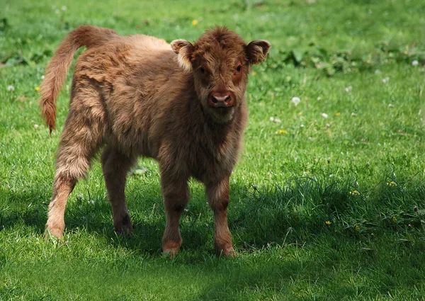 Höglandet Nötkreatur Djur — Stockfoto