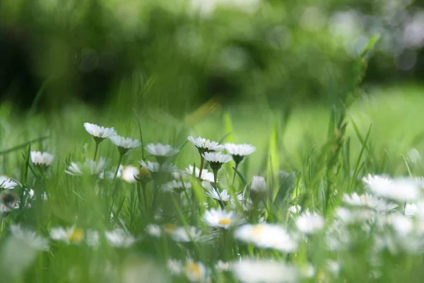 Kwiaty Łąki Flora Polna Trawa — Zdjęcie stockowe