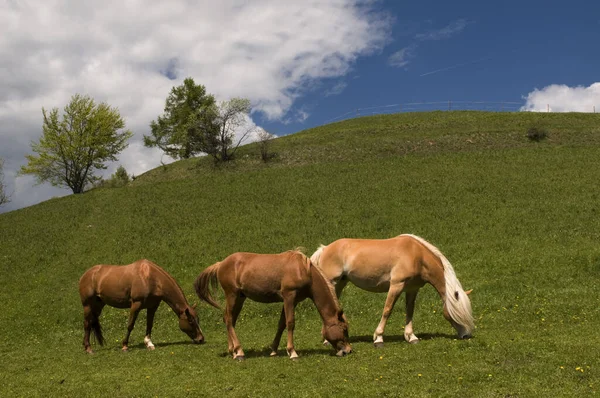 Chevaux Extérieur Jour — Photo