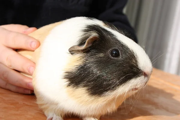 Hámster Roedor Cobaya Mascota —  Fotos de Stock