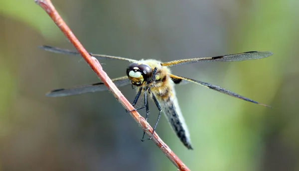 Insetto Libellula Odonata Fauna — Foto Stock