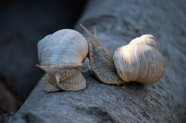 Caracol Vinha Hélice Caracol Borgonha — Fotografia de Stock