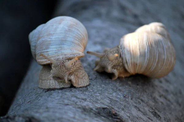 Caracol Vinha Hélice Caracol Borgonha — Fotografia de Stock