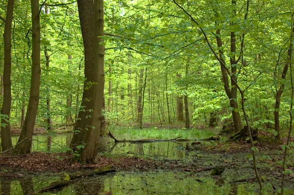 Schöne Waldnatur Hintergrund — Stockfoto