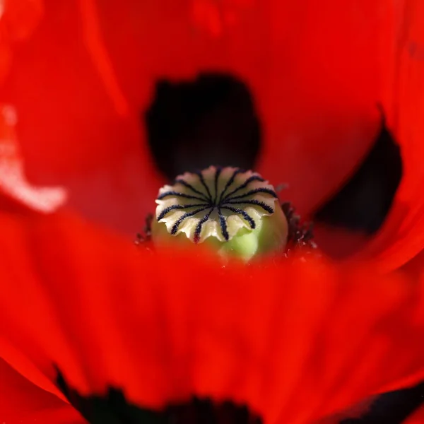 Primo Piano Bug Natura Selvaggia — Foto Stock