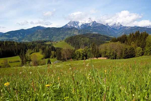 Bergwiesen Naturflora Und Laub — Stockfoto