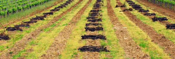 Ряды Зеленого Кукурузного Поля — стоковое фото