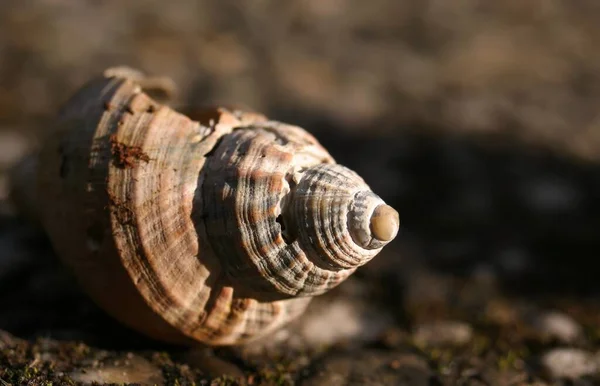 波纹蜗牛的外壳 — 图库照片