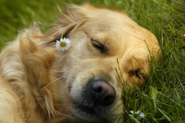 Portrait Cute Dog — Stock Photo, Image