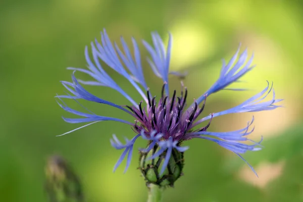 Scenic View Beautiful Blooming Cornflower — Stock Photo, Image