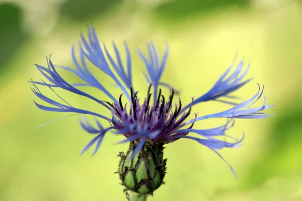 Schilderachtig Uitzicht Prachtige Bloeiende Korenbloem — Stockfoto