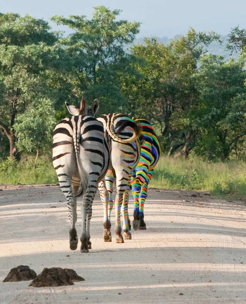 Zebras Africanas Zebra Animais Listras Pretas Brancas — Fotografia de Stock