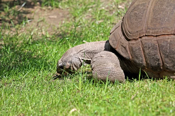 Réptil Tartaruga Criatura Animal — Fotografia de Stock