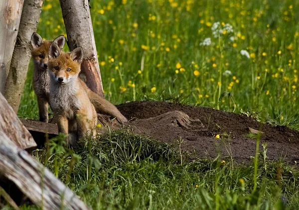 Vulpes Vulpes Fox Animal — Stock fotografie