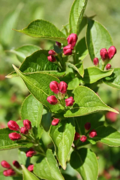 Bayas Rojas Espino Arbusto Verde —  Fotos de Stock