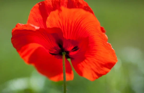 Mezei Mák Virágok Vörös Virágok Szirmok — Stock Fotó