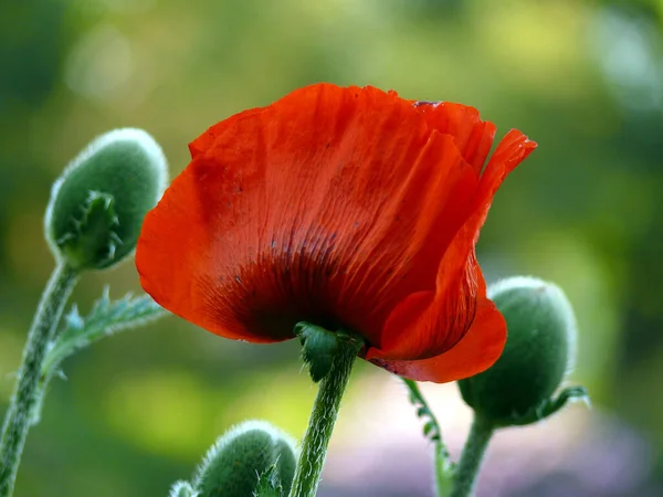 Veldbloemen Papaverbloemen — Stockfoto