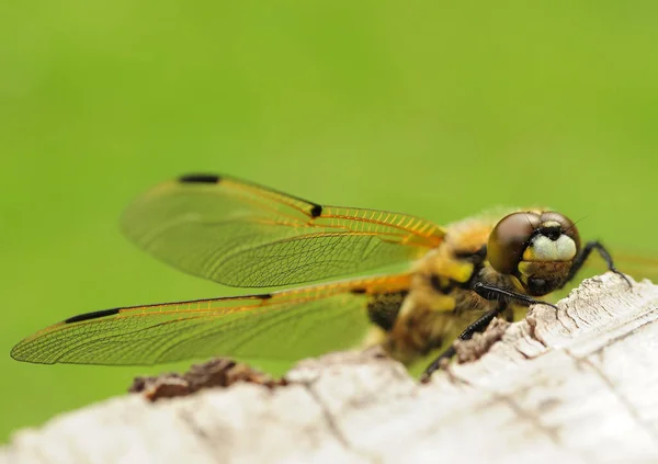 Närbild Insekter Vild Natur — Stockfoto