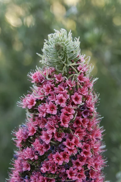 Inflorescence Wildprets Natternkopf — Stock Photo, Image