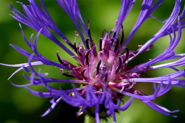 Vista Panorámica Hermosa Flor Aciano — Foto de Stock