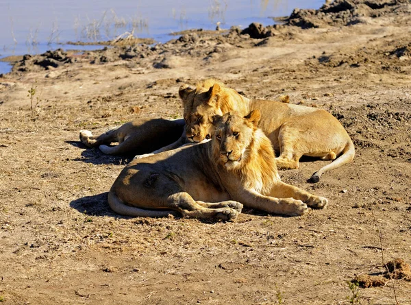 Leeuwen Liggen Een Waterpunt Zuid Afrika — Stockfoto