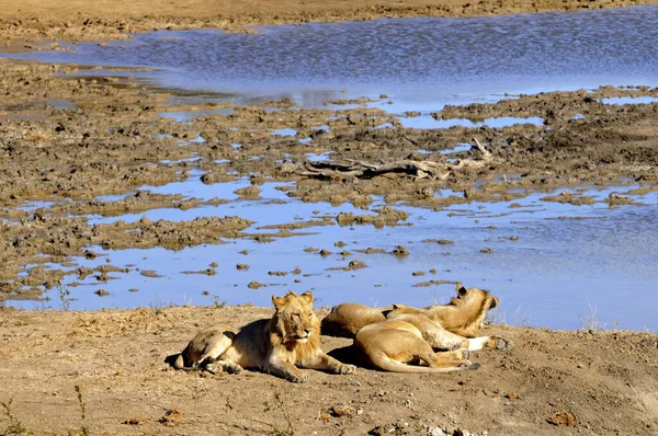 Leeuwen Liggen Een Waterpunt Zuid Afrika — Stockfoto