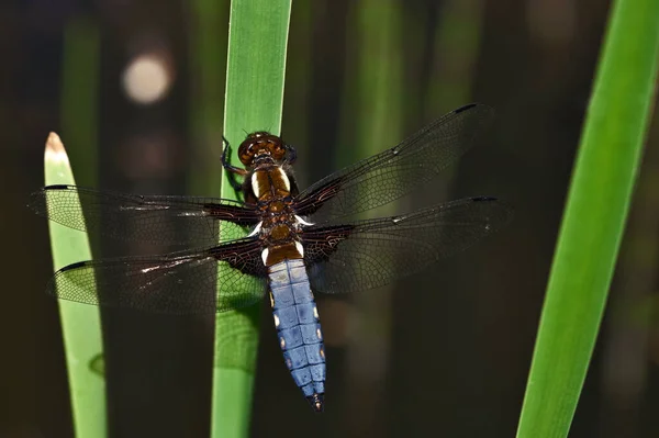 Dragonfly Insect Odonata Fauna — Stockfoto