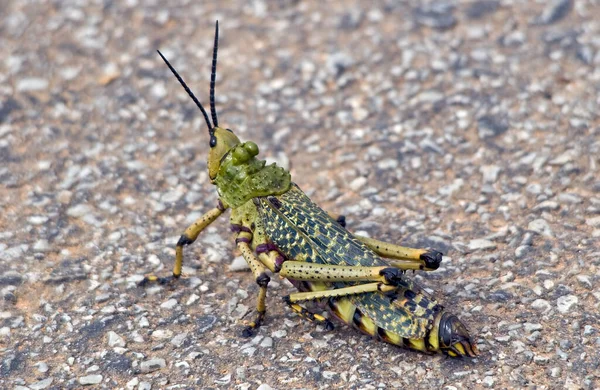 Closeup Macro View Grasshopper Insect — Stock Photo, Image
