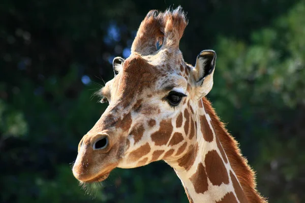 Nahaufnahme Einer Giraffe Zoo — Stockfoto