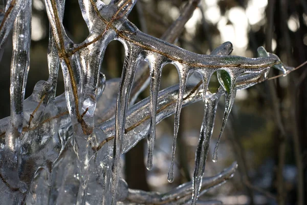 Icicles Mato Rosa — Fotografia de Stock