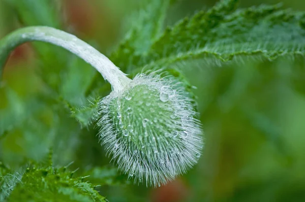 田间植物 罂粟花 植物学概念 — 图库照片