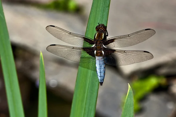 Dragonfly Insect Odonata Fauna — Stockfoto